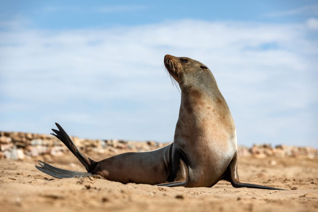 fur seal enjoy the heat of the sun 2022 01 28 03 52 35 utc