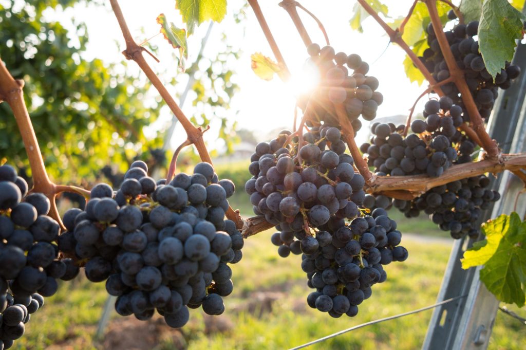 grapes growing on a vine